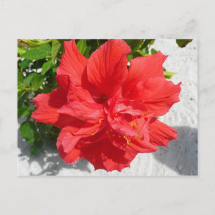 Red Double Hibiscus Flower Briefkaart