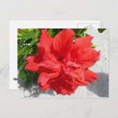 Red Double Hibiscus Flower Briefkaart (Voorkant / Achterkant)
