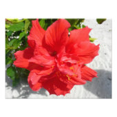Red Double Hibiscus Flower Foto Afdruk (Voorkant)