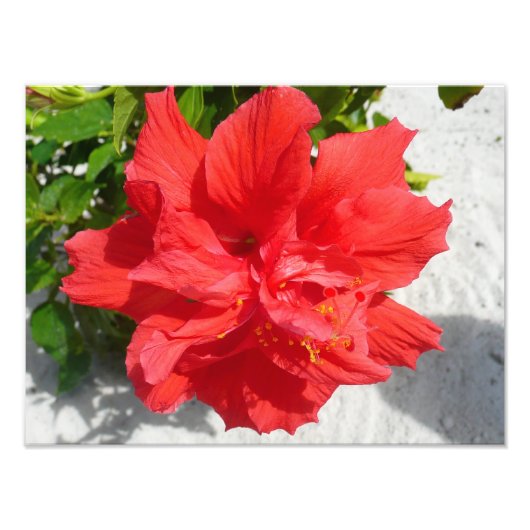 Red Double Hibiscus Flower Foto Afdruk (Voorkant)