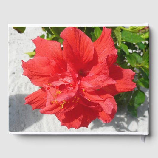 Red Double Hibiscus Flower Gastenboek (Achterkant)