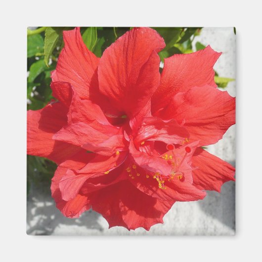Red Double Hibiscus Flower Magneet (Voorkant)