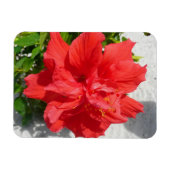 Red Double Hibiscus Flower Magneet (Horizontaal)
