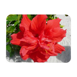 Red Double Hibiscus Flower Magneet