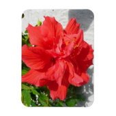 Red Double Hibiscus Flower Magneet (Verticaal)