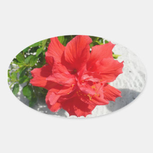 Red Double Hibiscus Flower Ovale Sticker