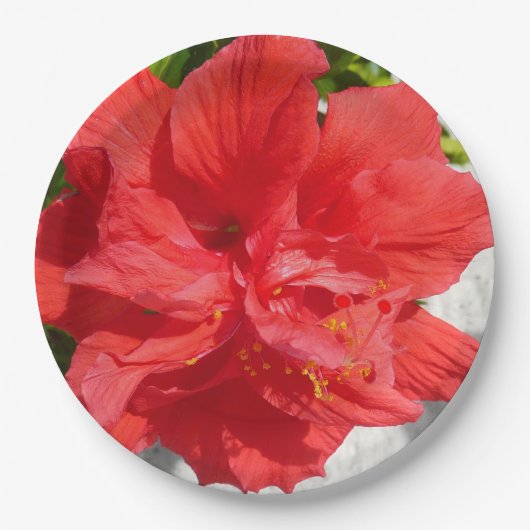 Red Double Hibiscus Flower Papieren Bordje (Voorkant)