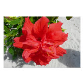 Red Double Hibiscus Flower Perfect Poster (Voorkant)