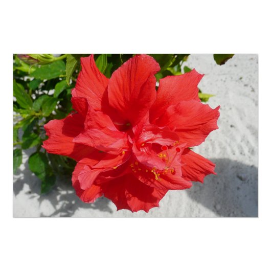 Red Double Hibiscus Flower Perfect Poster (Voorkant)