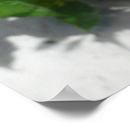 Red Double Hibiscus Flower Poster (Hoek)