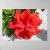 Red Double Hibiscus Flower Poster (Voorkant)