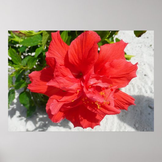 Red Double Hibiscus Flower Poster (Voorkant)
