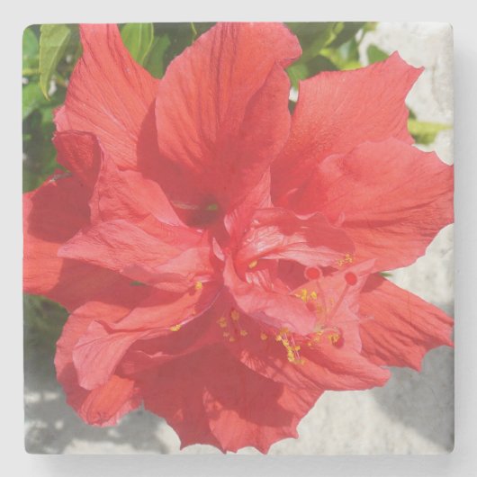 Red Double Hibiscus Flower Stenen Onderzetter (Voorkant)