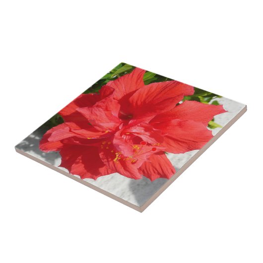 Red Double Hibiscus Flower Tegeltje (Zijkant)