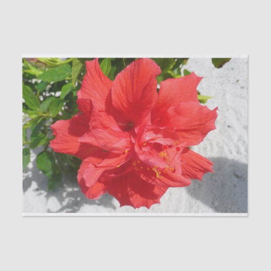 Red Double Hibiscus Flower Tissuepapier (Voorkant)