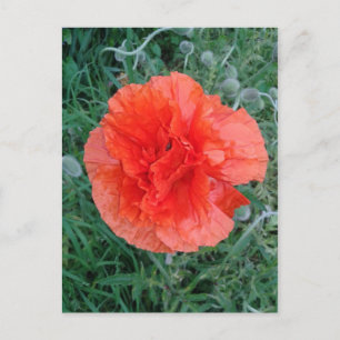 Red Double Poppy Floral Briefkaart
