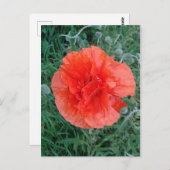Red Double Poppy Floral Briefkaart (Voorkant / Achterkant)