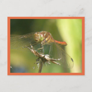 Red Dragonfly Close Up DIY Briefkaart