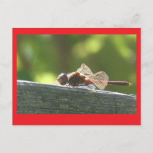 Red Dragonfly in de zon DIY Briefkaart