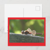 Red Dragonfly in de zon DIY Briefkaart (Voorkant / Achterkant)