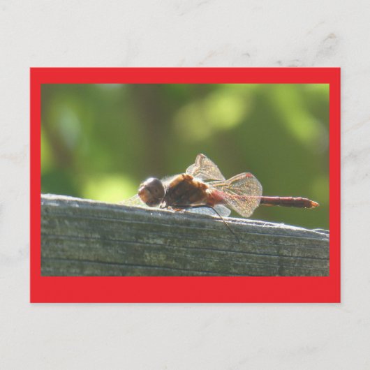 Red Dragonfly in de zon DIY Briefkaart (Voorkant)