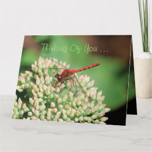 Red Dragonfly Notecard Kaart