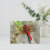 Red DragonFly of DamselFly Insect Photo-Briefkaart Briefkaart (Staand voorkant)