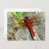 Red DragonFly of DamselFly Insect Photo-Briefkaart Briefkaart (Voorkant / Achterkant)