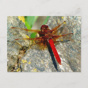Red DragonFly of DamselFly Insect Photo-Briefkaart Briefkaart