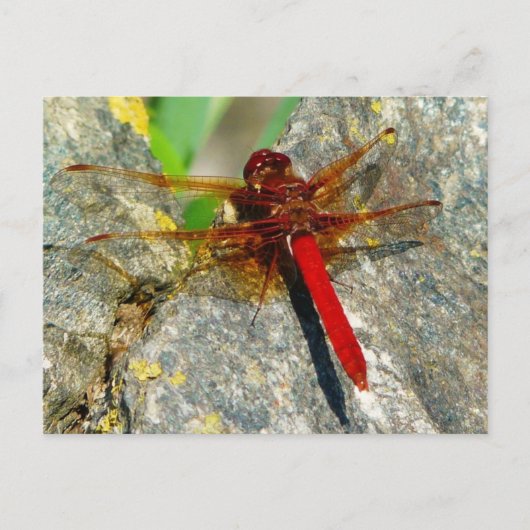 Red DragonFly of DamselFly Insect Photo-Briefkaart Briefkaart (Voorkant)