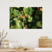 Red Dragonfly Poster (Keuken)