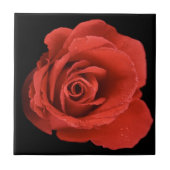 Red Drama Roos Tegeltje (Voorkant)