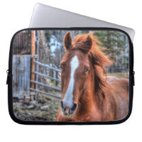 Red Dun Horse en Barn 2 - Portret van paardenfoto