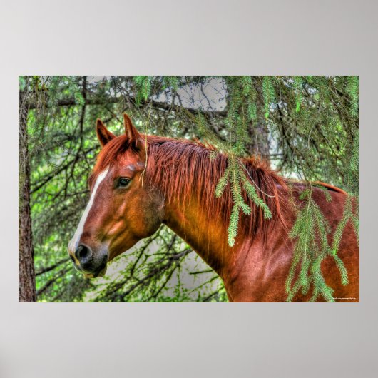 Red Dun Mare Horse in the Forest Equine Photo Poster (Voorkant)