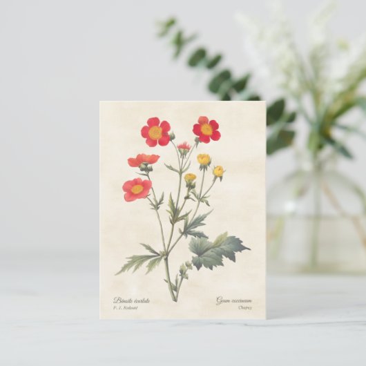 Red Dwarf Avens  Botanische illustratie Briefkaart (Staand voorkant)