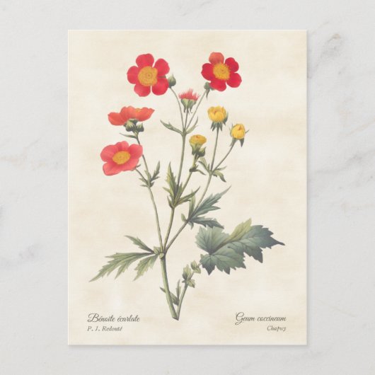 Red Dwarf Avens  Botanische illustratie Briefkaart (Voorkant)