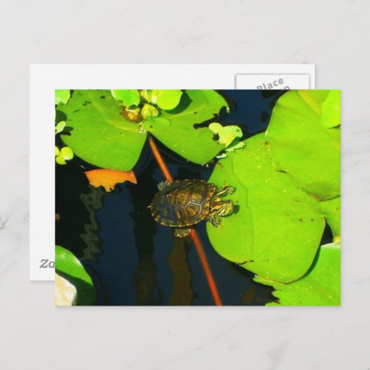 Red Eared Slider Briefkaart (Voorkant / Achterkant)