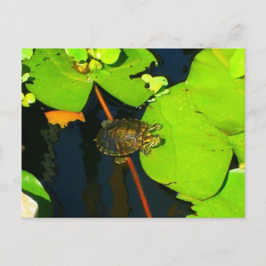 Red Eared Slider Briefkaart (Voorkant)