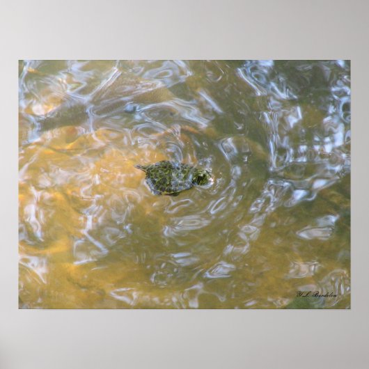 Red-eared Slider Hatchling Poster (Voorkant)