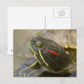 Red Eared Slider Turtle Briefkaart (Voorkant / Achterkant)