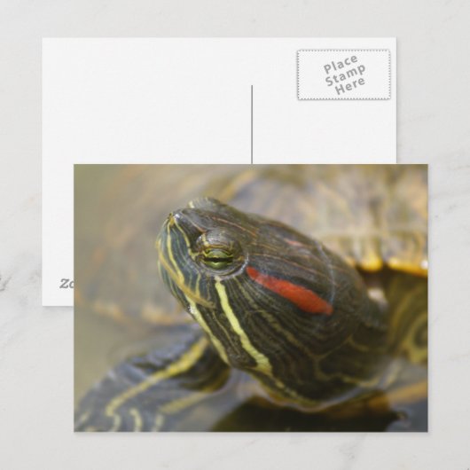 Red Eared Slider Turtle Briefkaart (Voorkant / Achterkant)