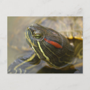 Red Eared Slider Turtle Briefkaart