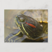 Red Eared Slider Turtle Briefkaart (Voorkant)