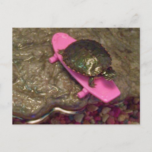 Red Eared Slider Turtle Riding Skateboard Briefkaart (Voorkant)