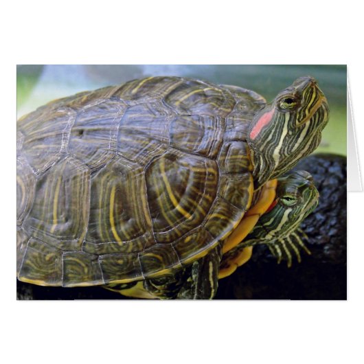 Red Eared Sliders alle gelegenheden wenskaart (Voorkant Horizontaal)