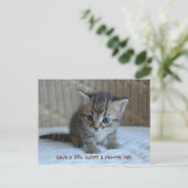 Red een leven, neem een reddingskat. briefkaart (Staand voorkant)