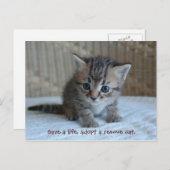 Red een leven, neem een reddingskat. briefkaart (Voorkant / Achterkant)