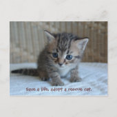 Red een leven, neem een reddingskat. briefkaart (Voorkant)