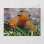 Red Eft Briefkaart (Voorkant)