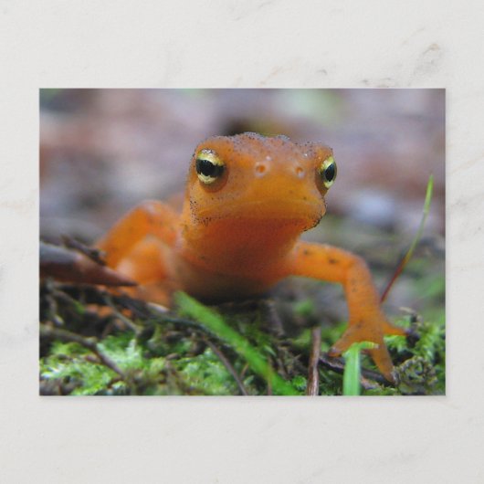 Red Eft Briefkaart (Voorkant)
